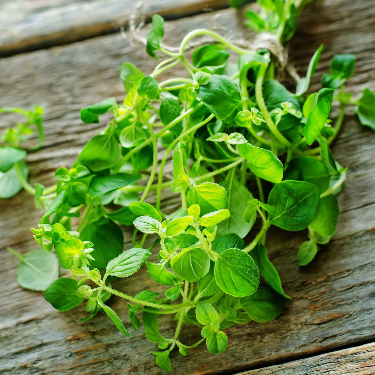 A close-up shot of a bundle of oregano stems with green leaves.