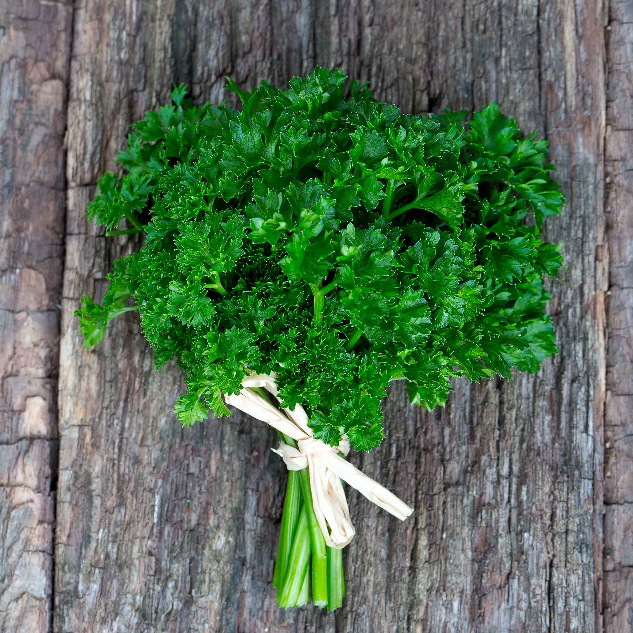 A close-up shot of vibrant green curled parsley leaves, bundled together.