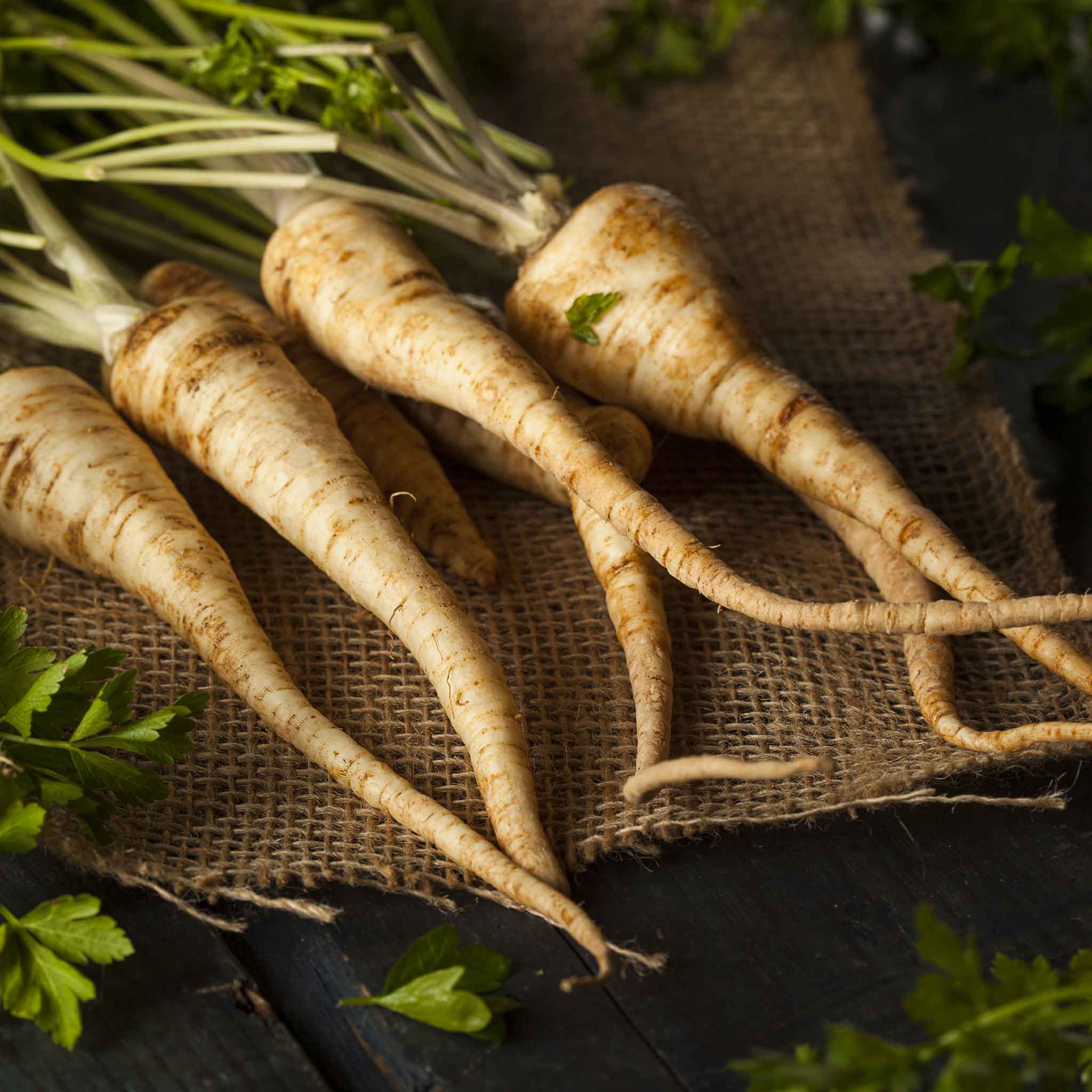 Hamburg Rooted Parsley roots displayed on a piece of burlap.