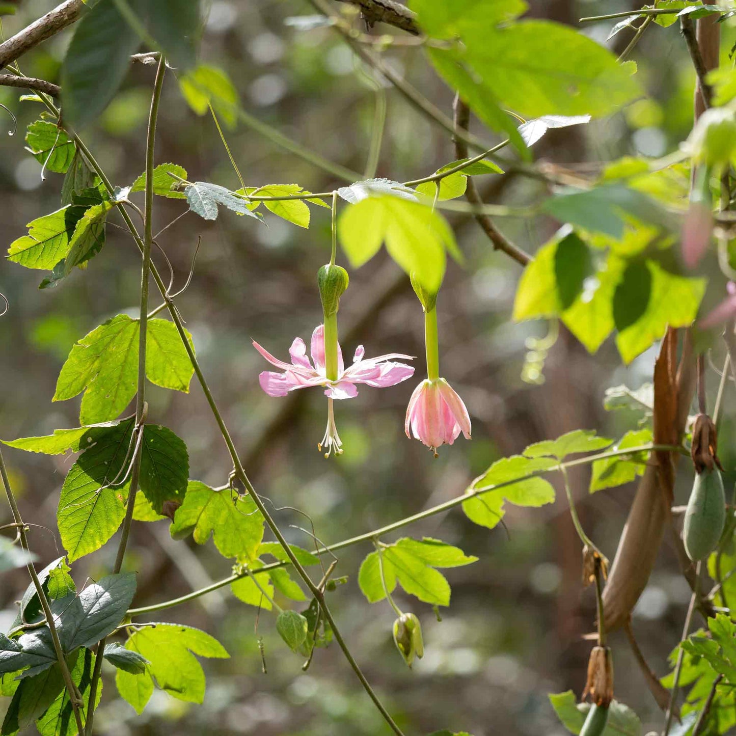 passiflora banana passion fruit