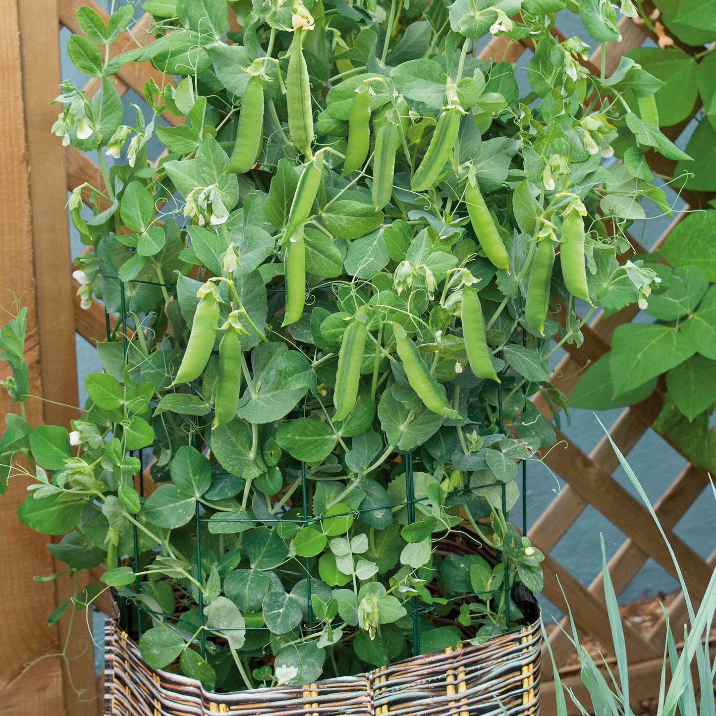 pea organic tom thumb