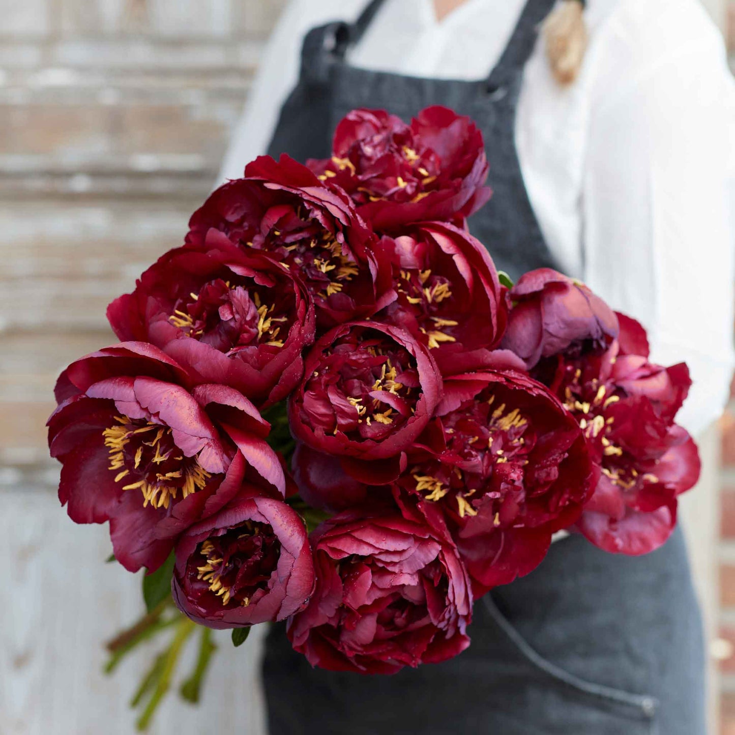 peony buckeye belle