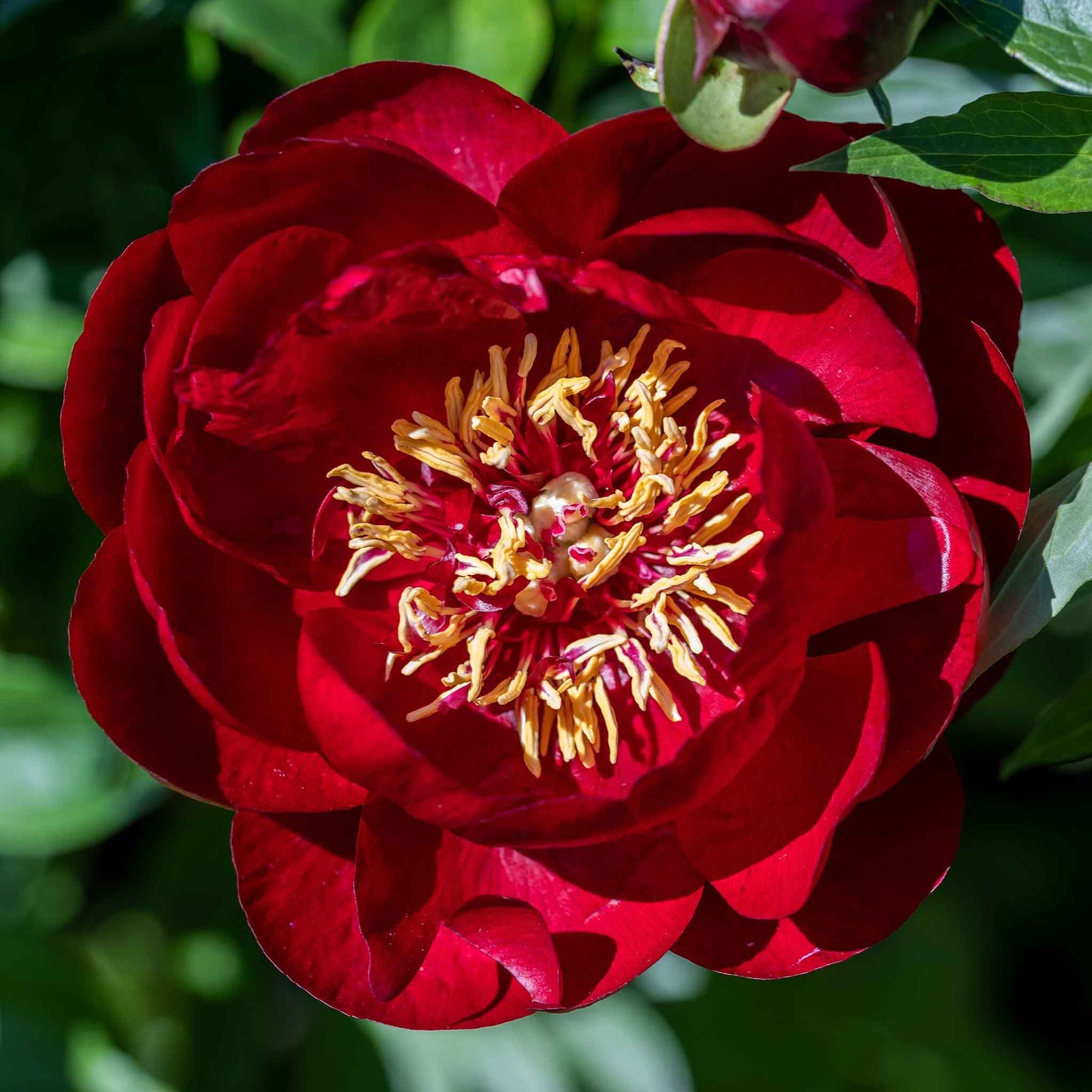 peony buckeye belle