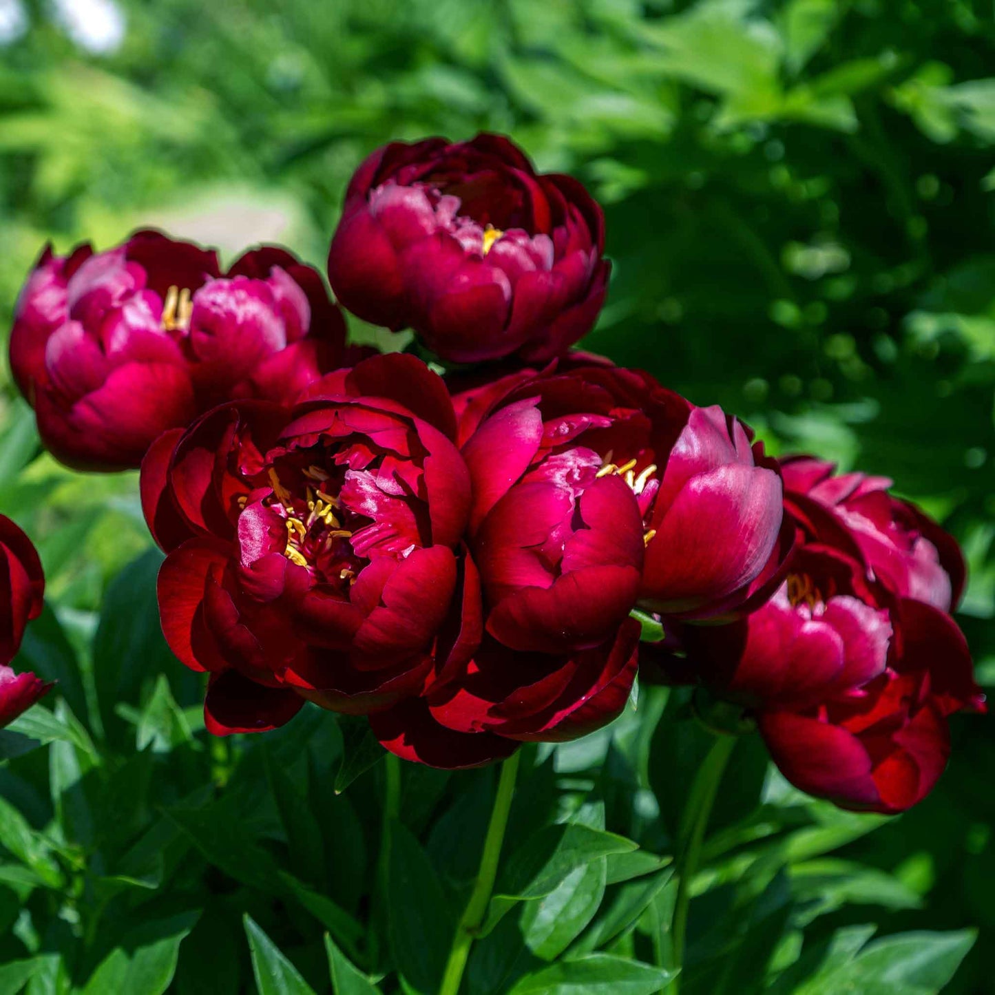 peony buckeye belle