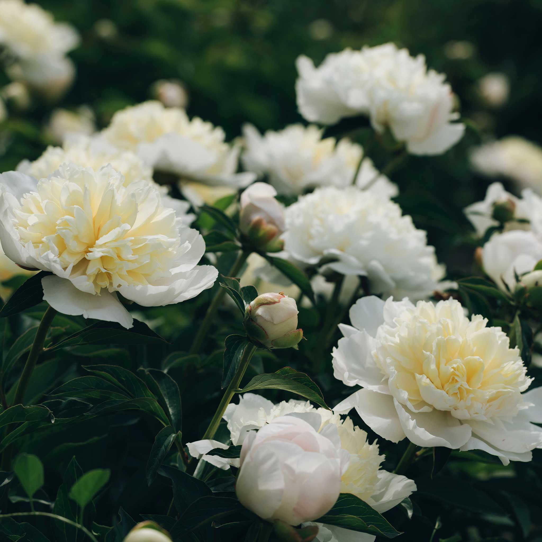 peony duchess de nemours