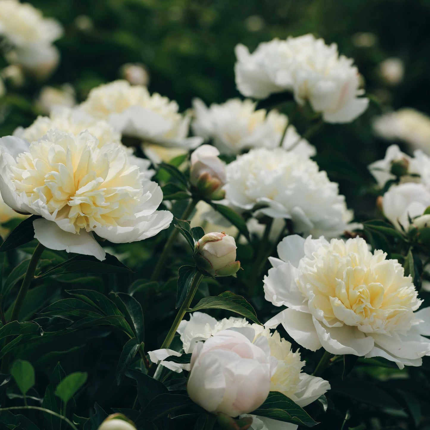 peony duchess de nemours