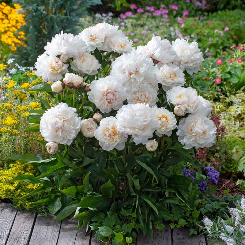peony festiva maxima | copyright: Floramedia UK Ltd