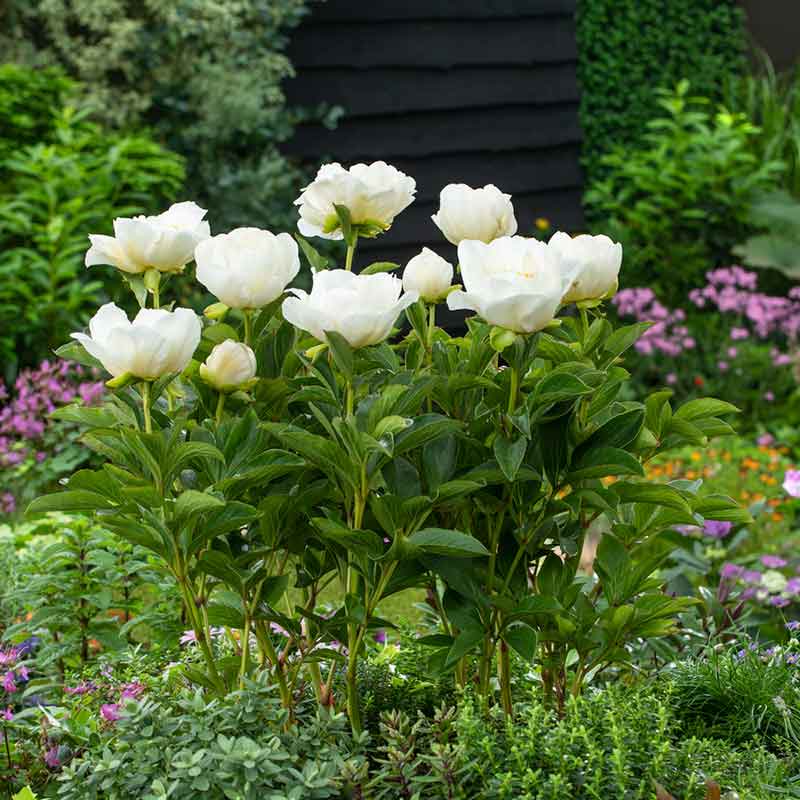 peony jan van leewuwen | copyright: Floramedia UK Ltd
