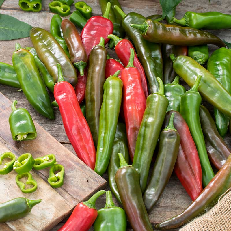 A pile of Anaheim Chili peppers showcasing stages of ripeness. | copyright: Floramedia UK Ltd