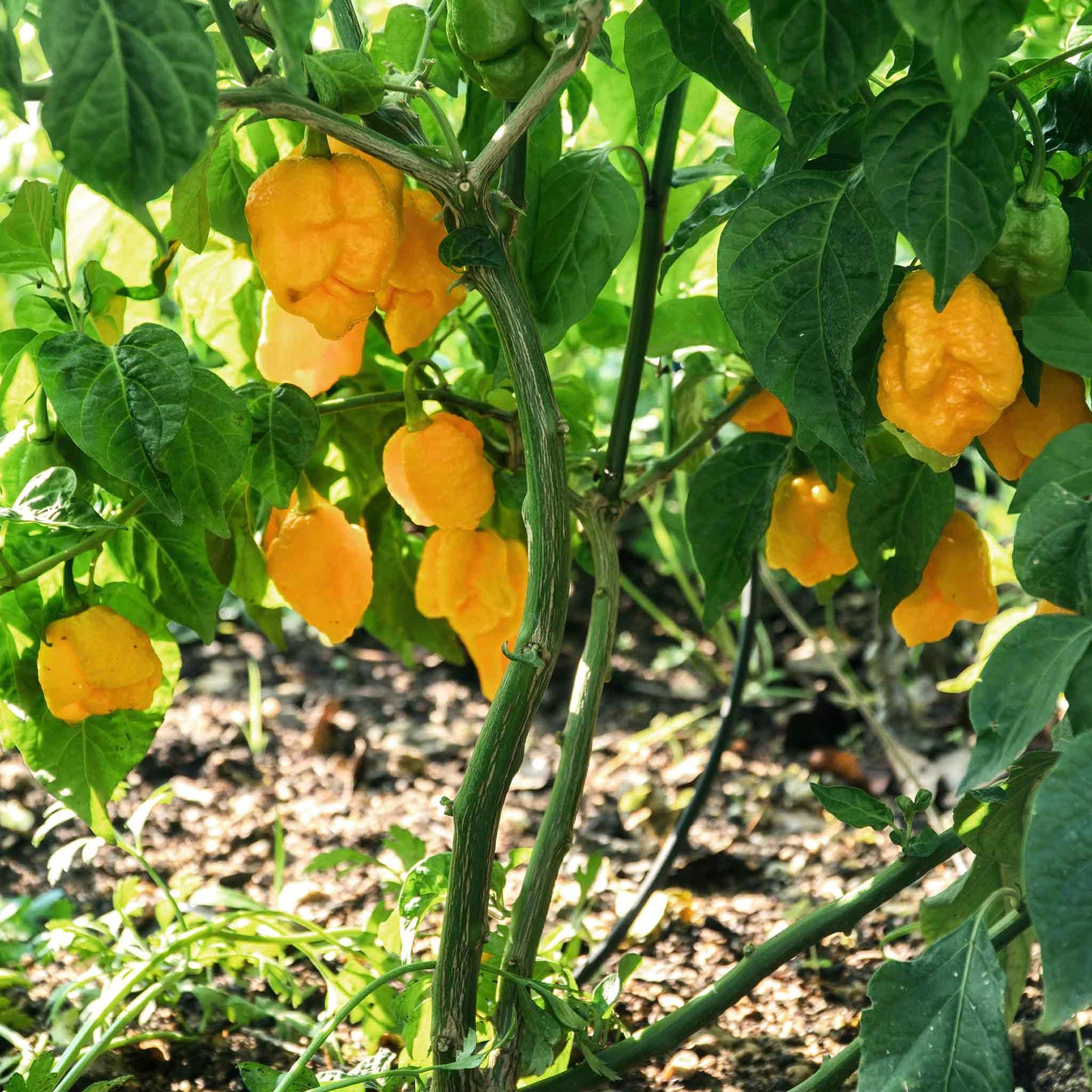 Carolina Reapers growing on a vine ripening with yellow skin.