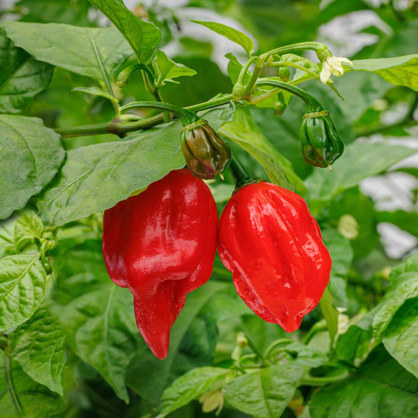 A red Carolina Reaper pepper, known for its extreme heat, with a wrinkled texture and pointed tail.