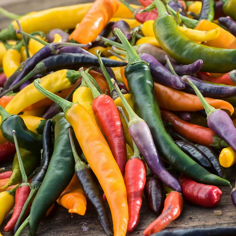 A vibrant mix of red, orange, and yellow Cayenne Blend peppers in a pile, showcasing a colorful blend. | copyright: Floramedia UK Ltd
