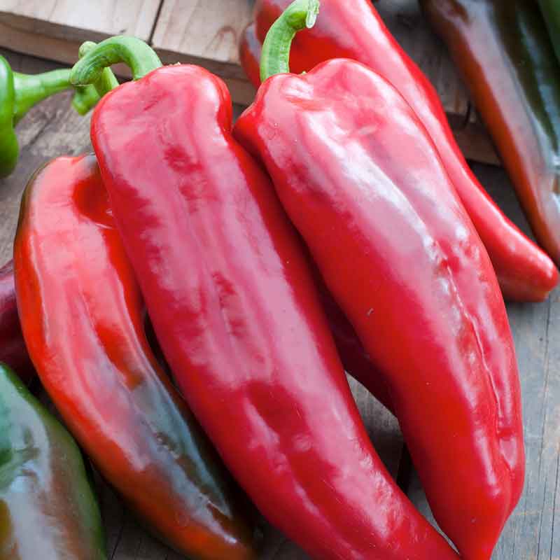 A Corno di Toro Rosso pepper, elongated and red, suitable for roasting. | copyright: Floramedia UK Ltd