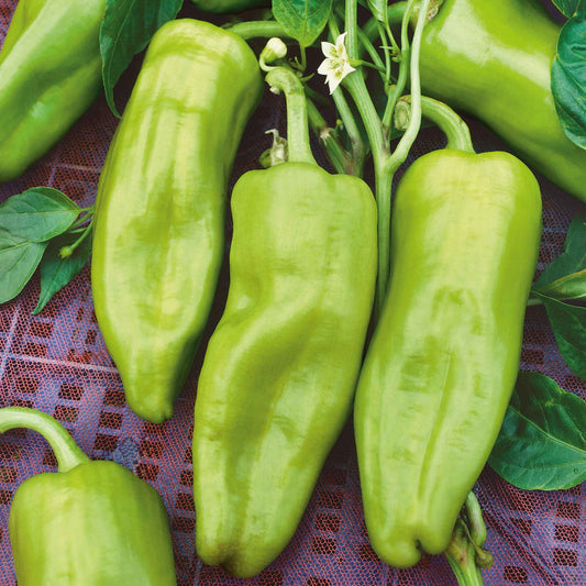 Green Cubanelle peppers with a slightly wrinkled skin and a long, tapering shape.