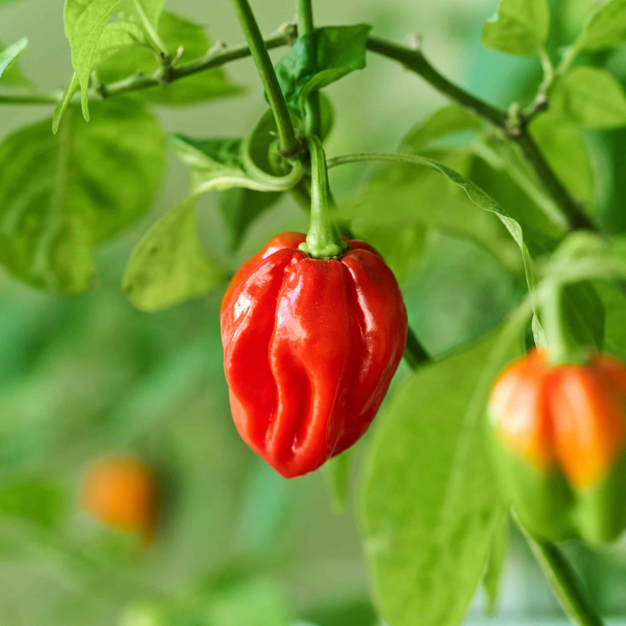 A bright red habanero red pepper, slightly wrinkled, hangs from a green stem with green leaves.