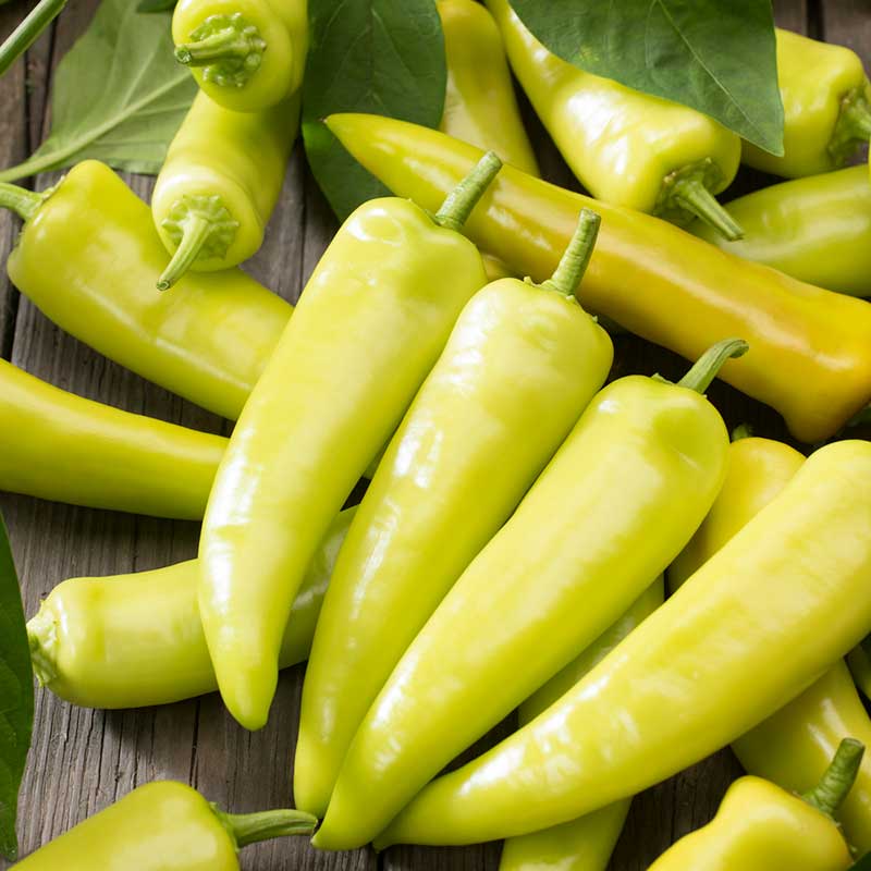 A cluster of shiny, bright yellow Hungarian Yellow Hot Wax peppers. | copyright: Floramedia UK Ltd