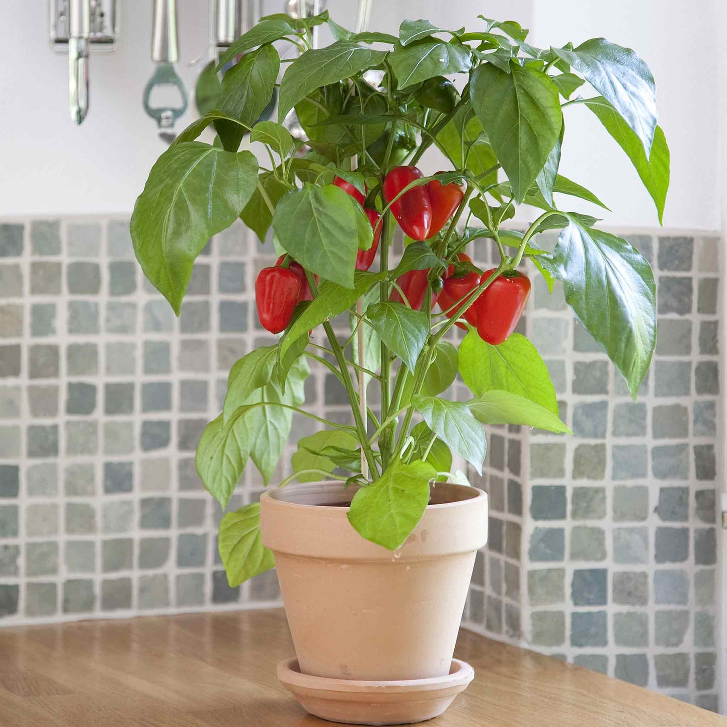A pot on a kitchen counter growing Kitchen Minis Fresh Bites Red peppers.