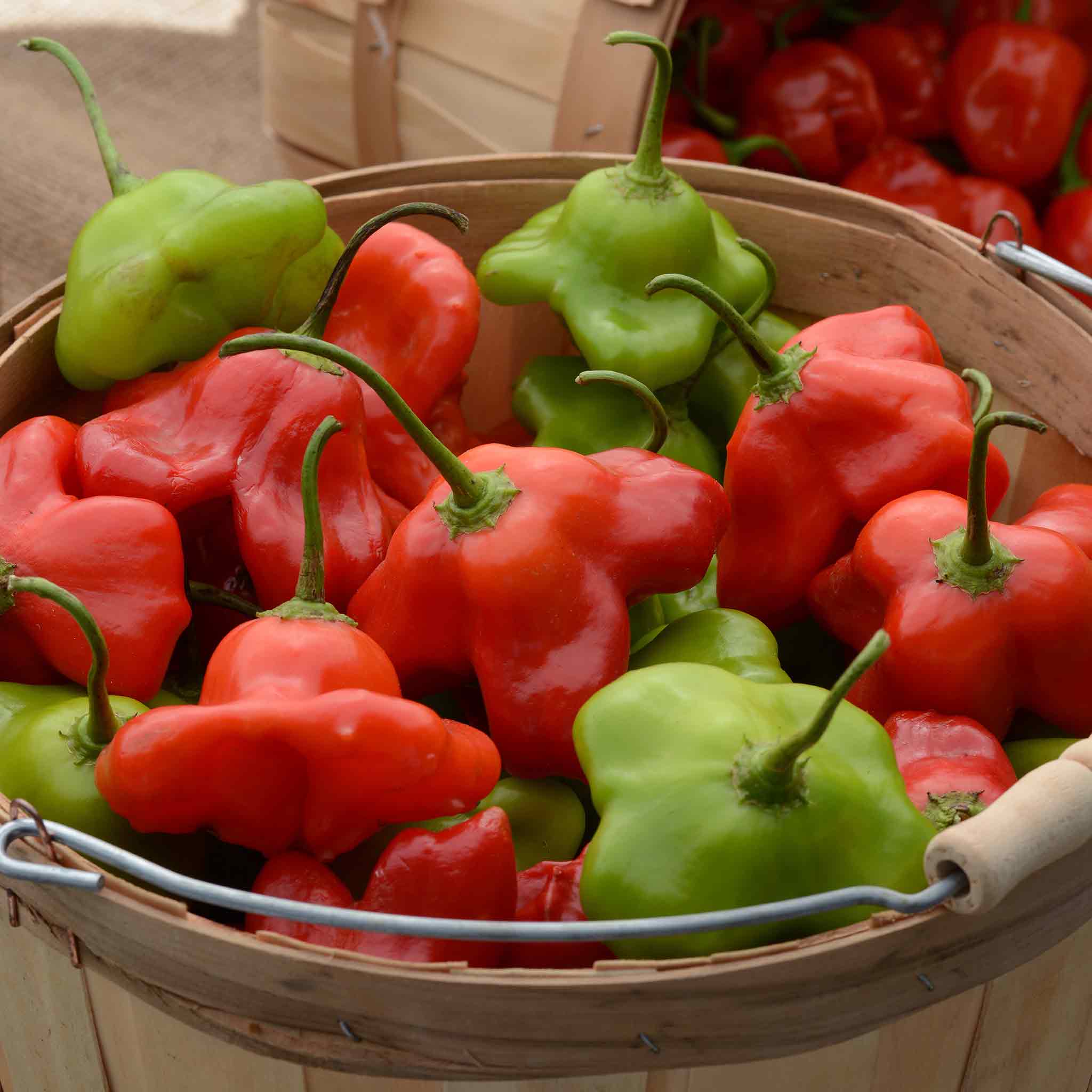 A red and yellow Mad Hatter pepper with three distinctive lobes, in a bowl.