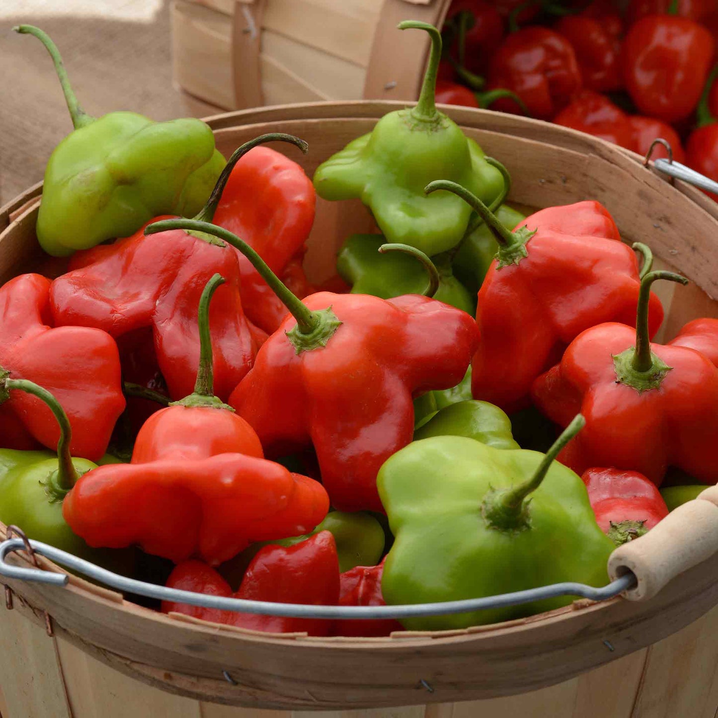 A red and yellow Mad Hatter pepper with three distinctive lobes, in a bowl.