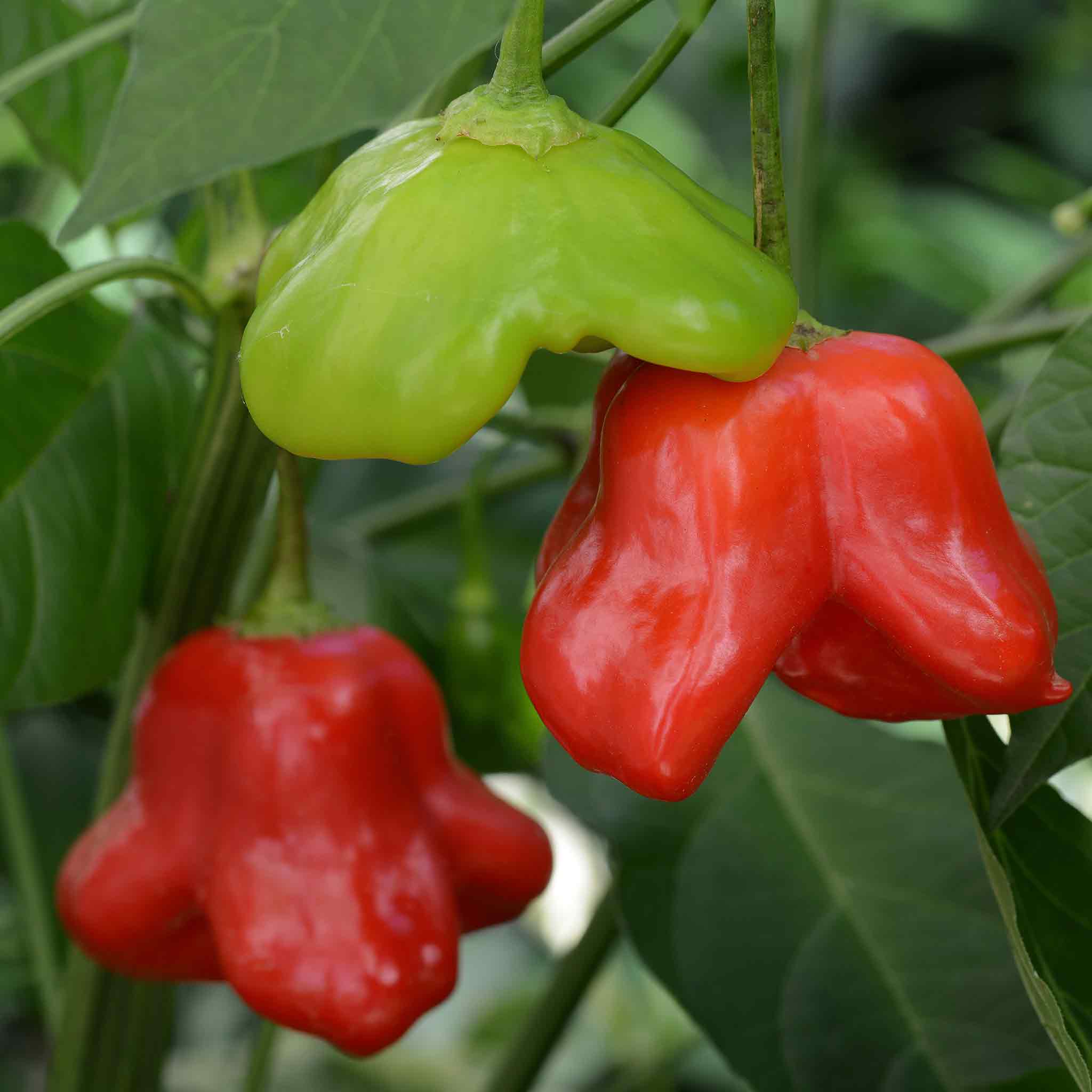 A red and yellow Mad Hatter pepper with three distinctive lobes, hanging from a green stem.