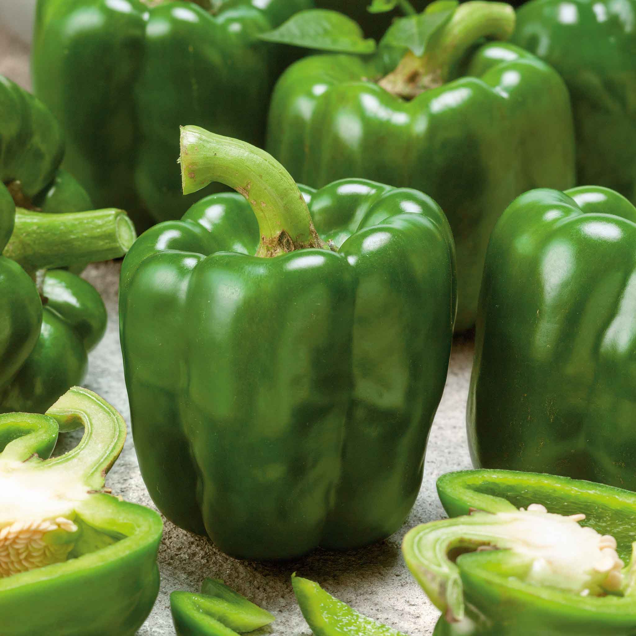 A vibrant green bell pepper, of the Emerald Giant variety, freshly picked.