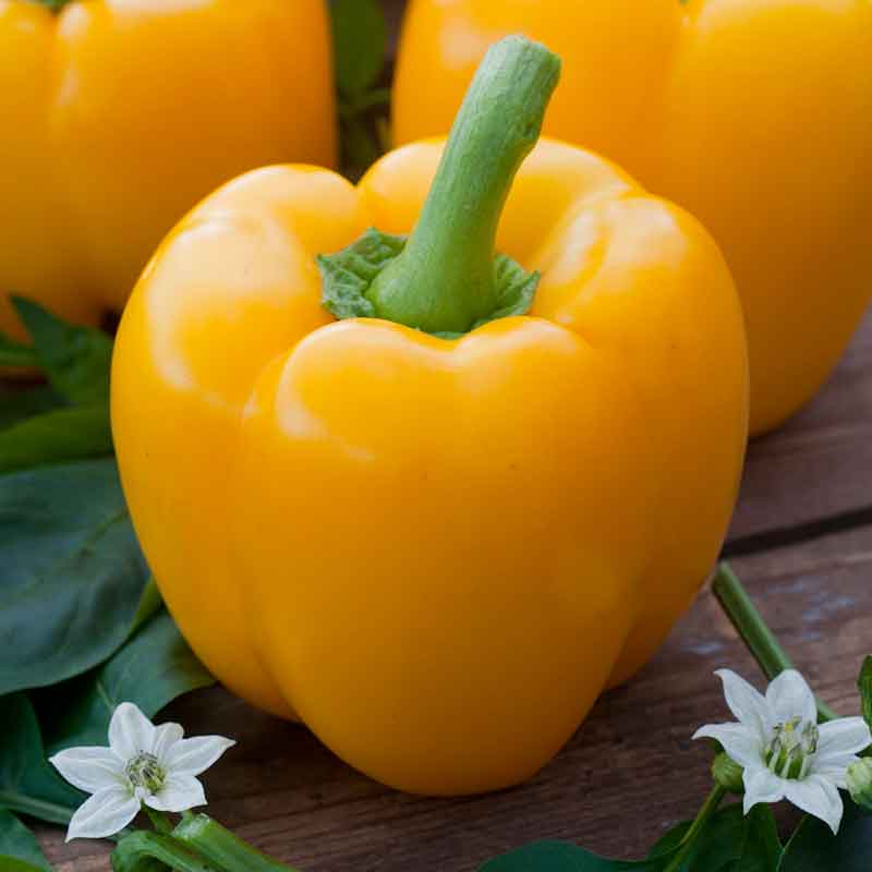 A vibrant, golden California wonder pepper, showcasing its rich color and smooth texture. | copyright: Floramedia UK Ltd