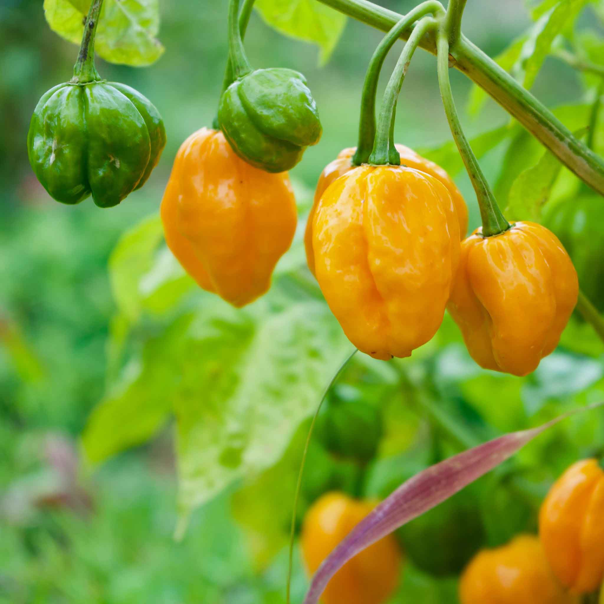 A vibrant orange habanero pepper, still on the plant, with green leaves in the background.