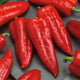 Sweet Pepper Seeds (Organic) - Marconi Red