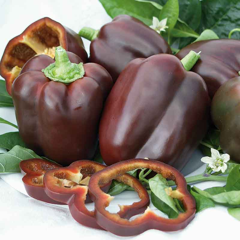 A close-up shot of shiny Chocolate Beauty bell peppers with a green stems against a light background.