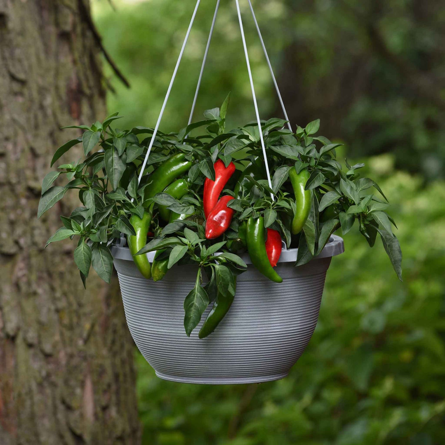 A hanging pot outside growing Pot-a-Peno peppers.