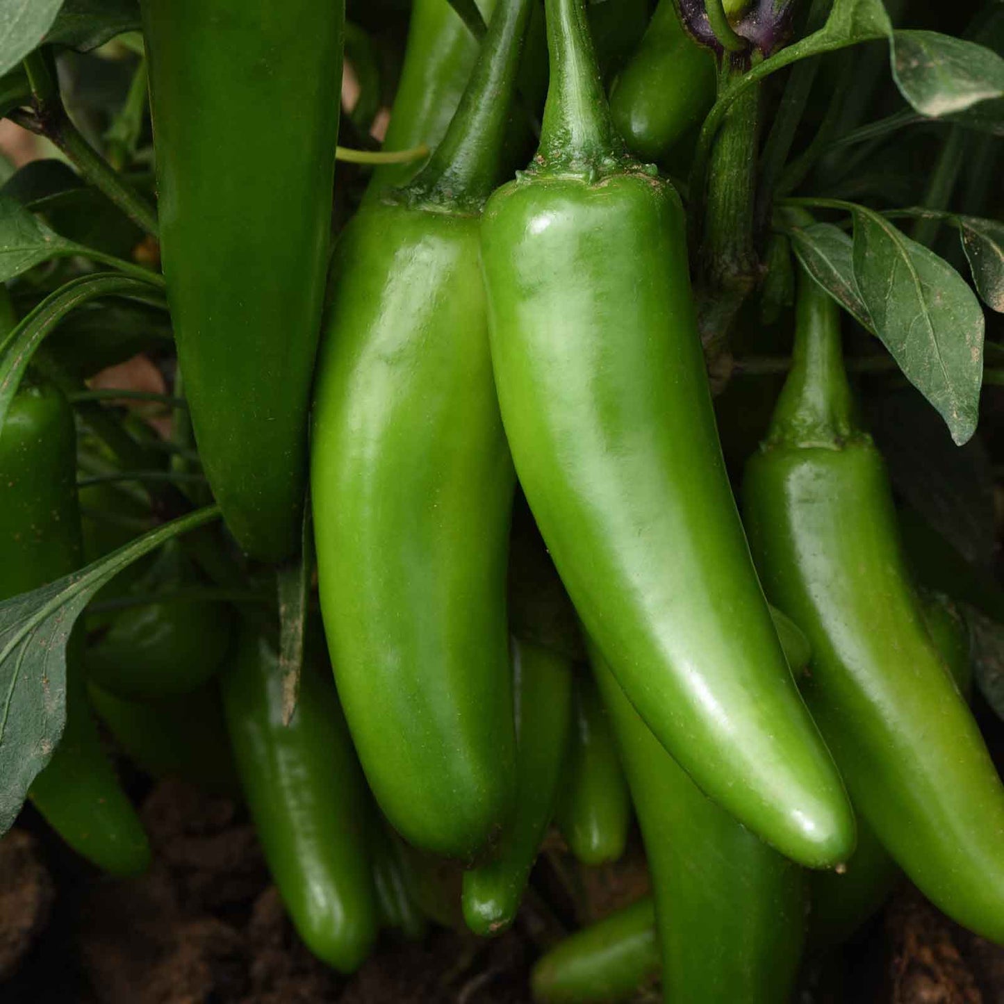 A green Pot-a-Peno pepper on a vine with blurred green leaves in the background.