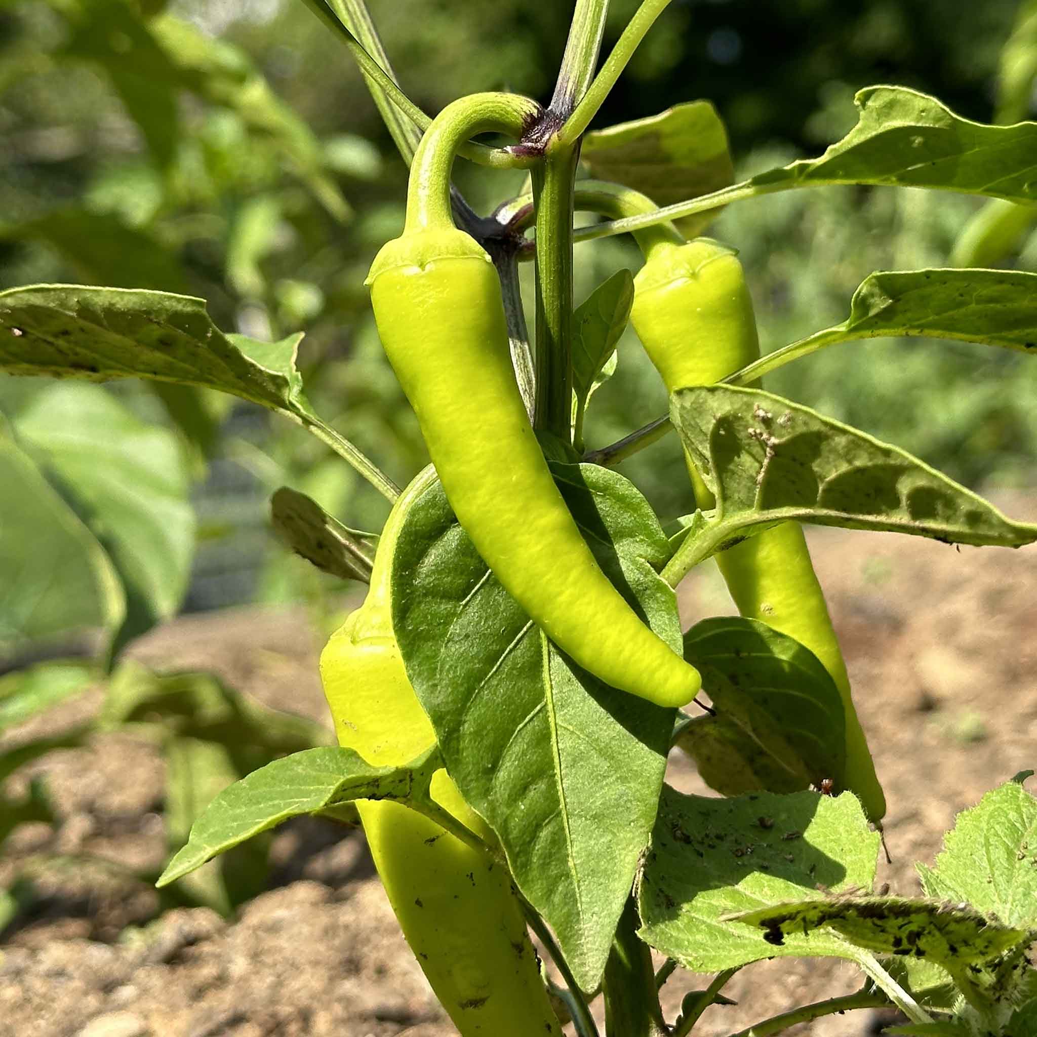 Three ripe Sweet Banana peppers, long and slightly curved, hang from a green plant in a garden.