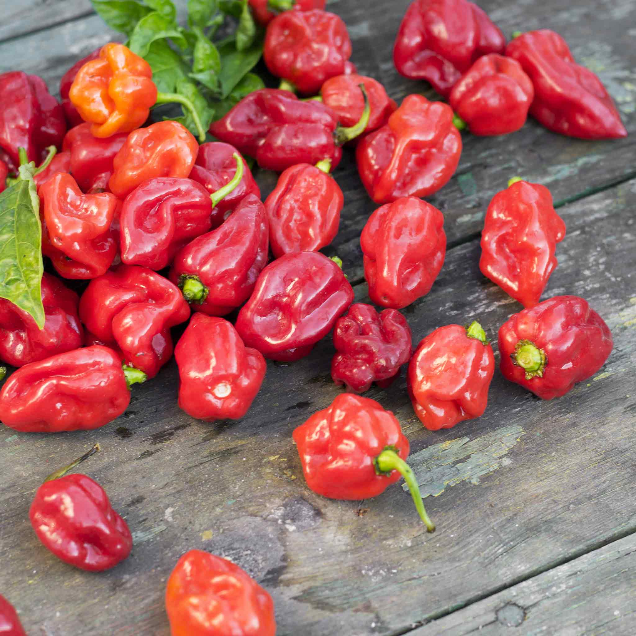 A group of bright red Trinidad Scorpion peppers with pointed tails and green stems.