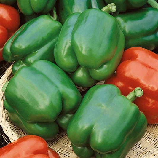 A group of Yolo Wonder peppers showing their vibrant green skin with green stems.