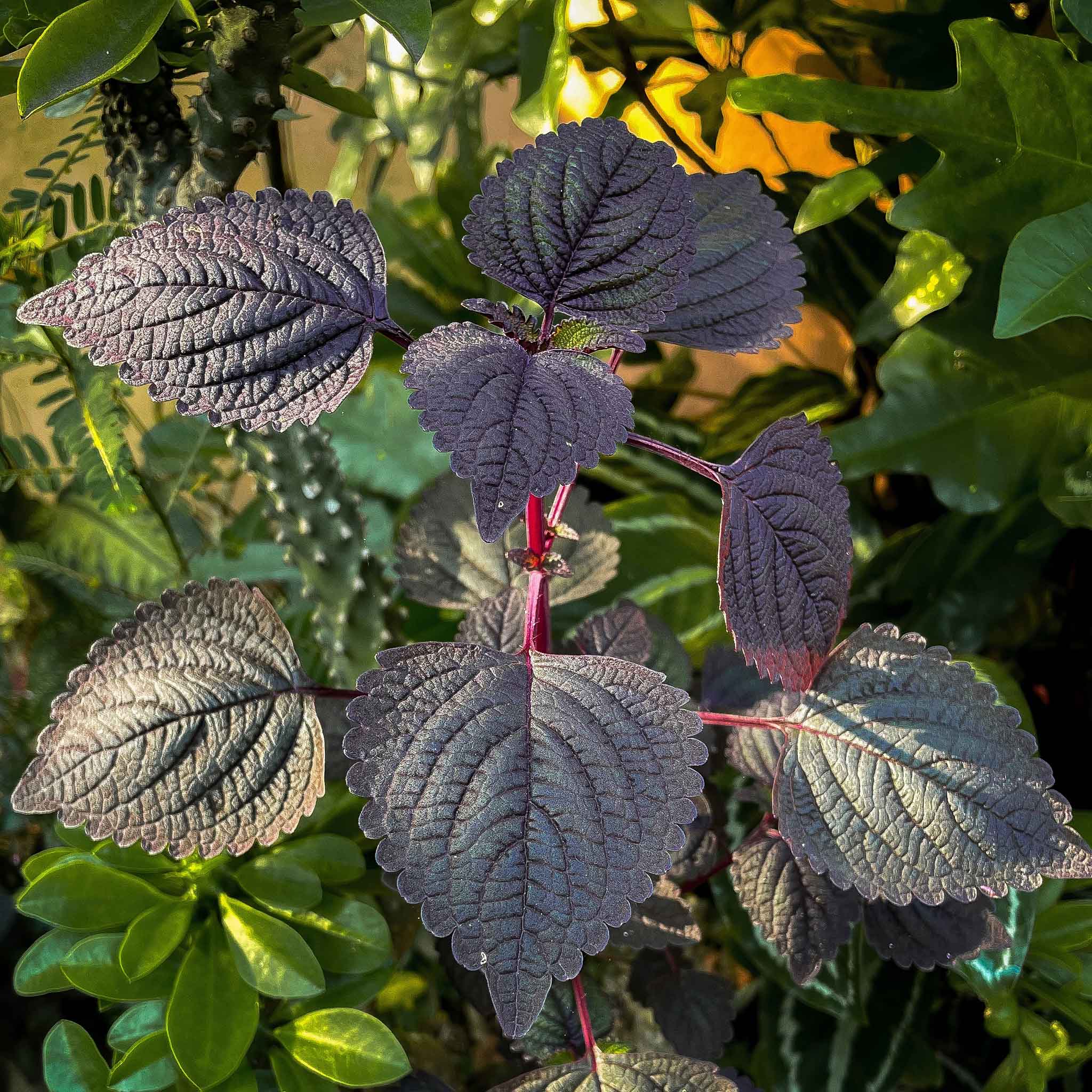 A close-up of dark perilla (shiso) leaves, showcasing their distinct texture and serrated edges.
