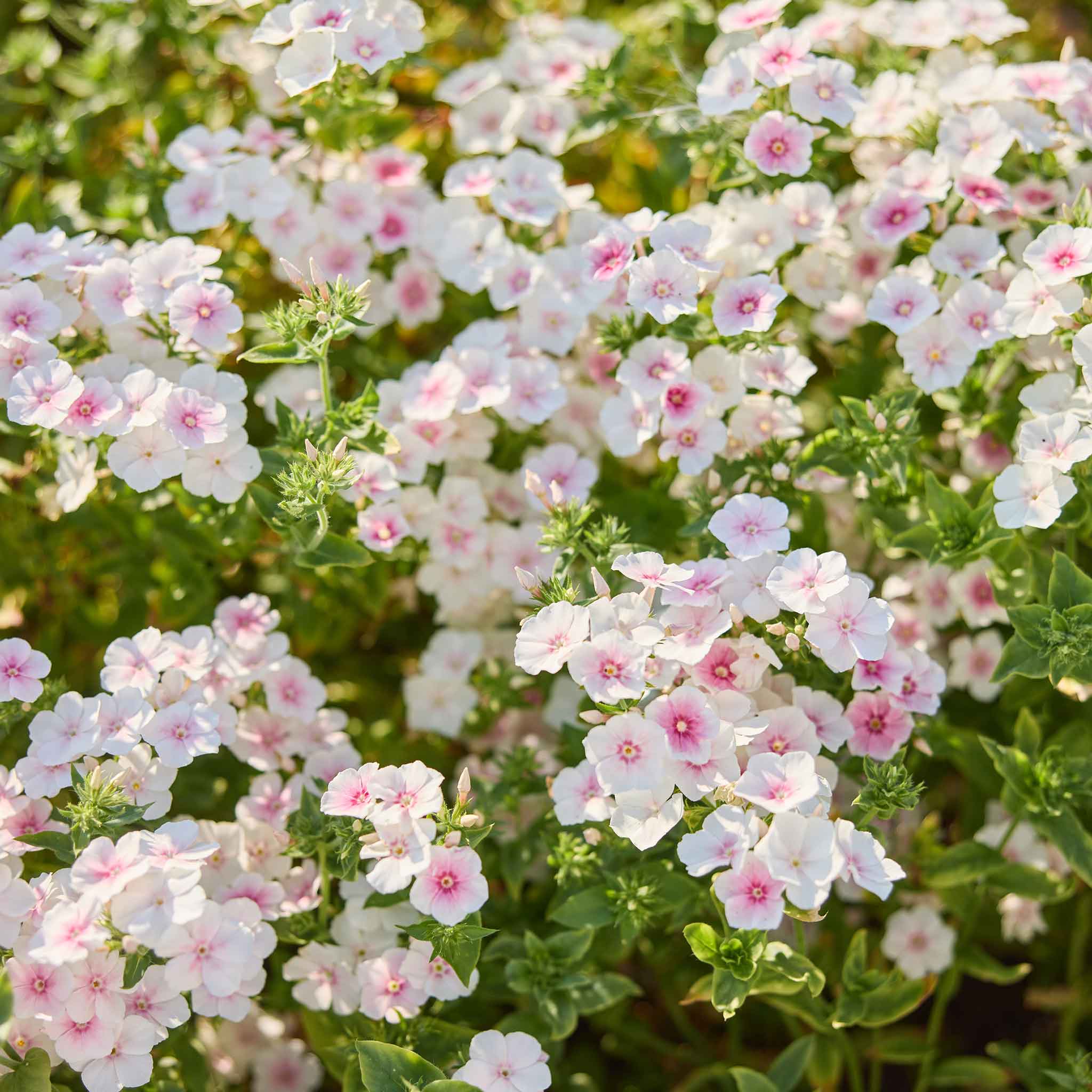 Close-up of pink and white phlox blushing bride flowers with green leaves