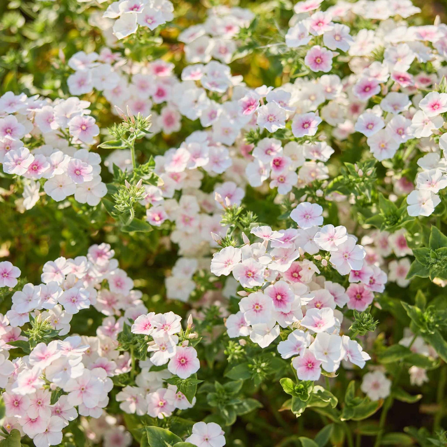 Close-up of pink and white phlox blushing bride flowers with green leaves