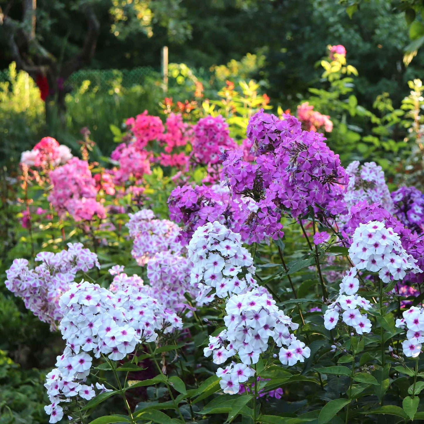 phlox garden mix