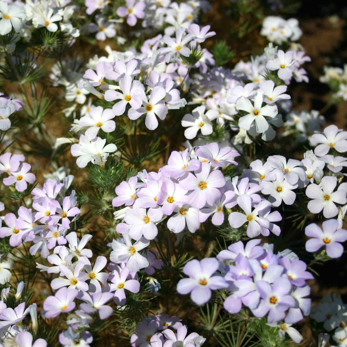 mountain phlox