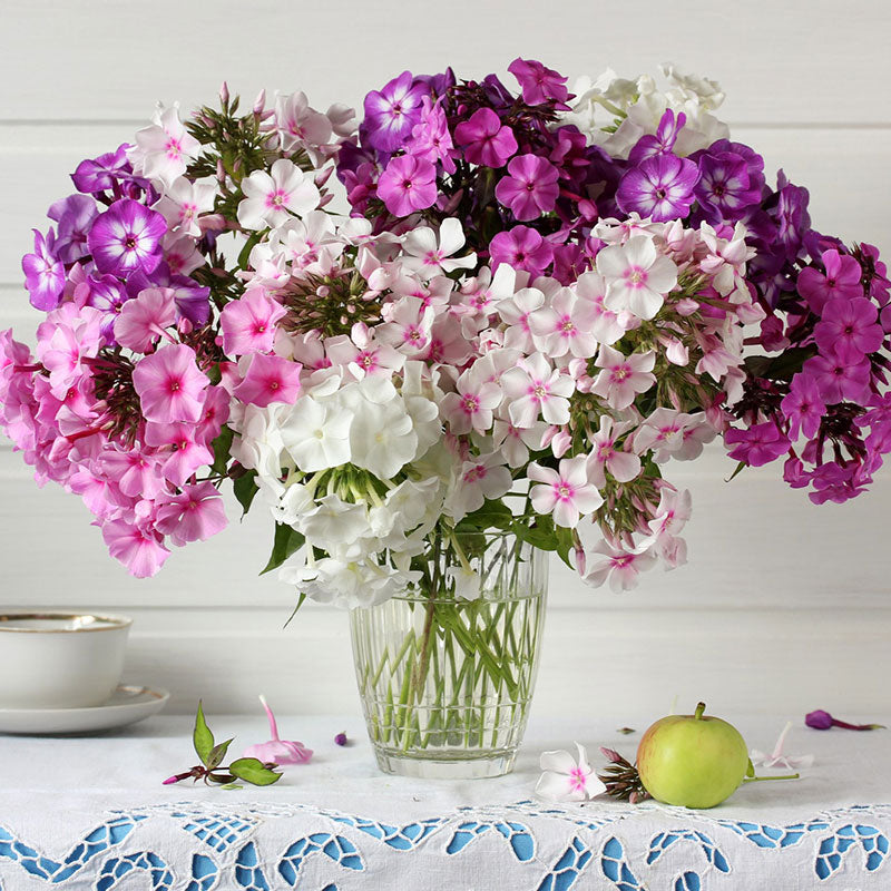 phlox tall mix