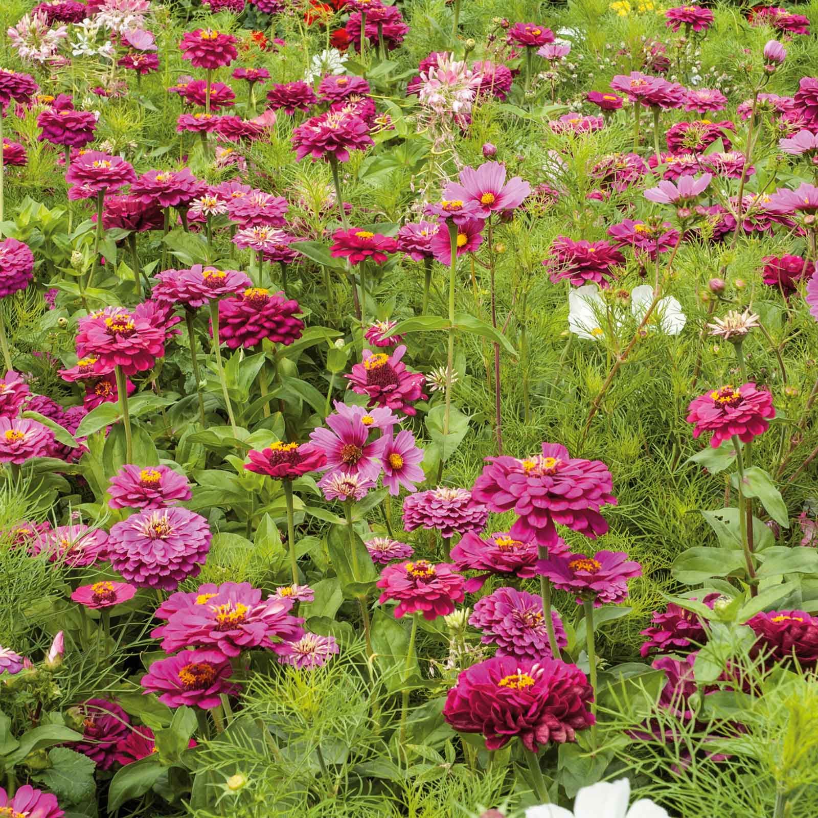 Pink Cosmic Zen Flower Mix field of pink flowers with green leaves