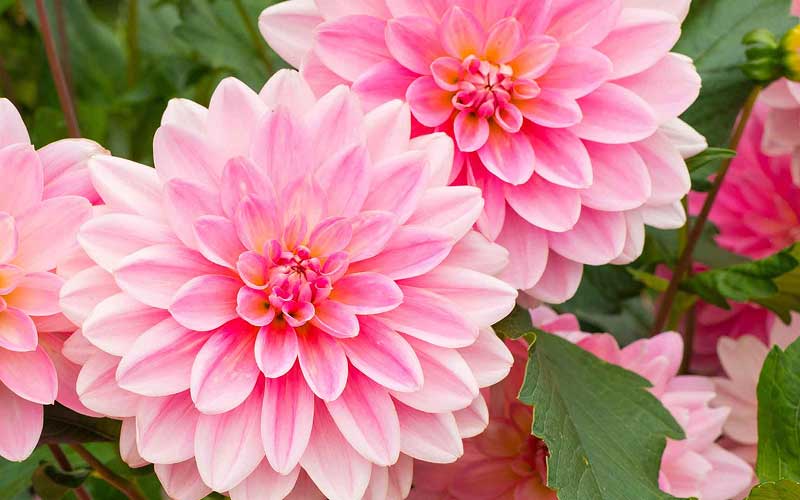 Close-up of pink dahlia flowers with green leaves in the background
