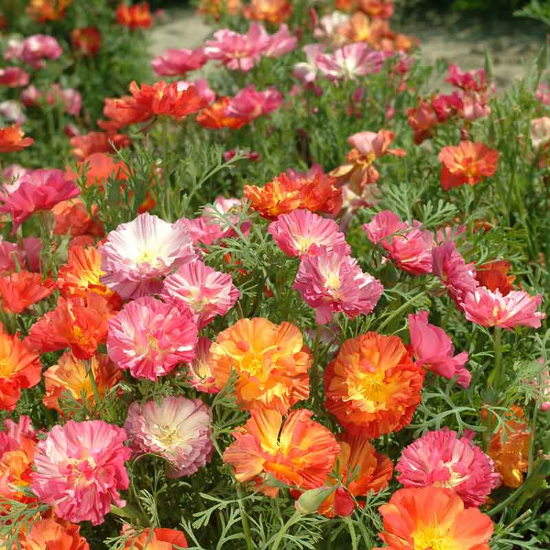 poppy xl jelly beans