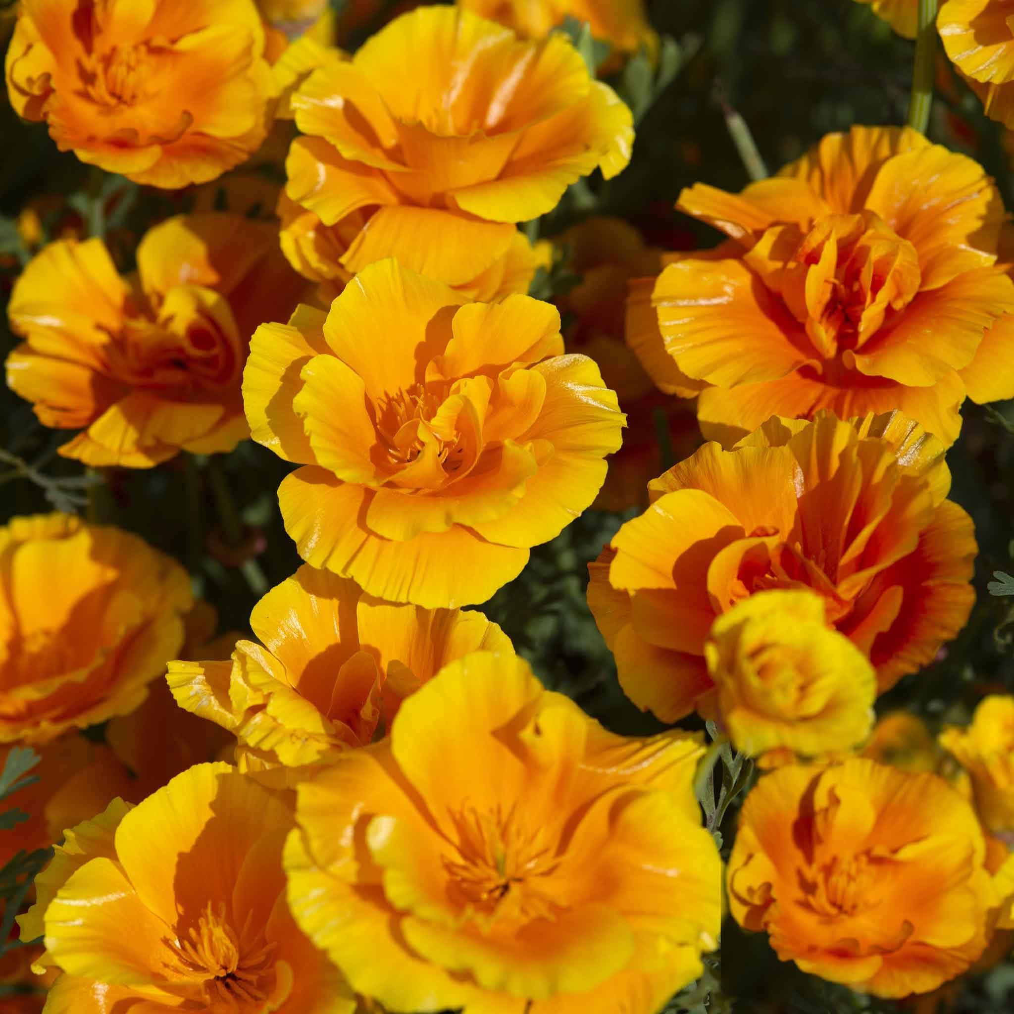poppy yukon gold