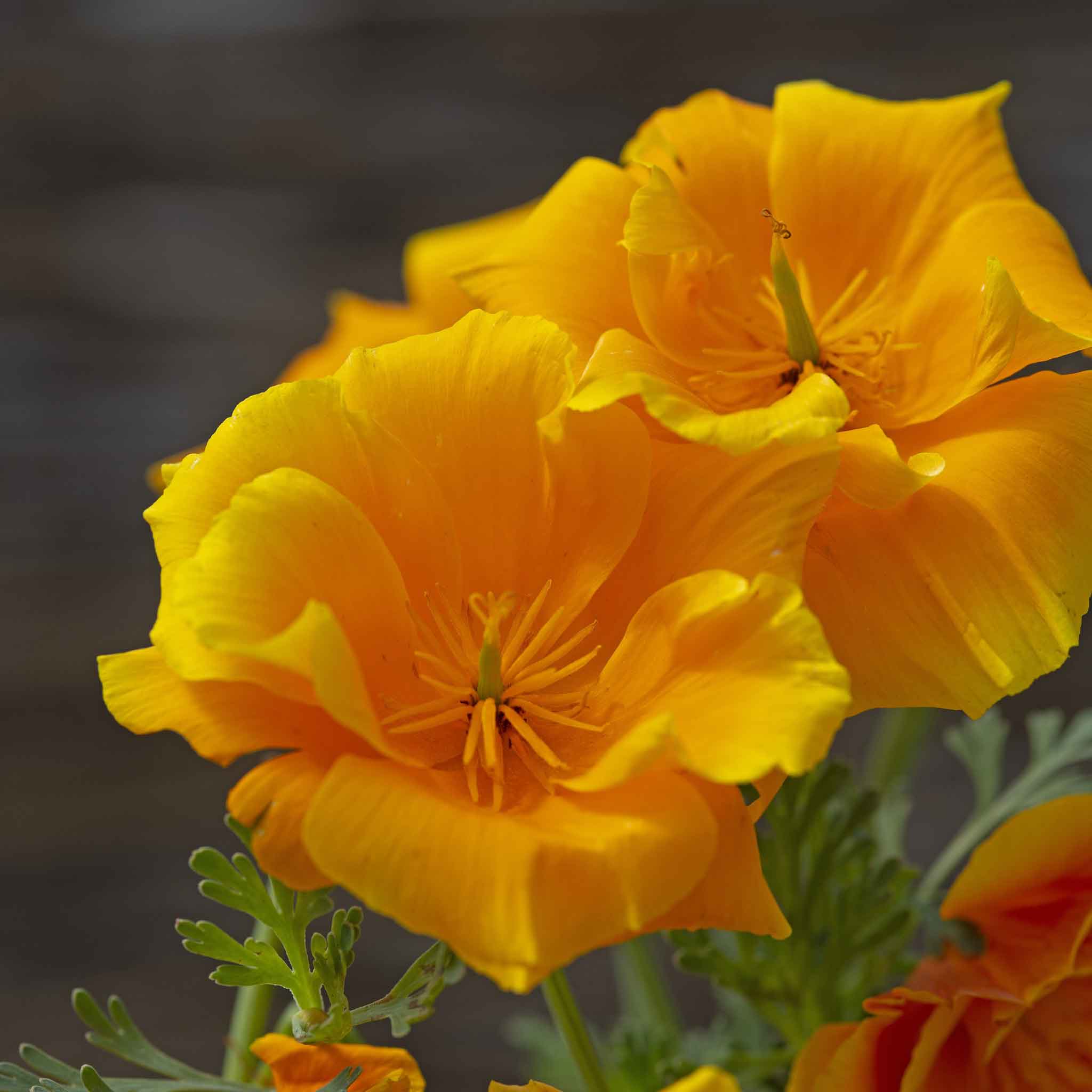 poppy yukon gold