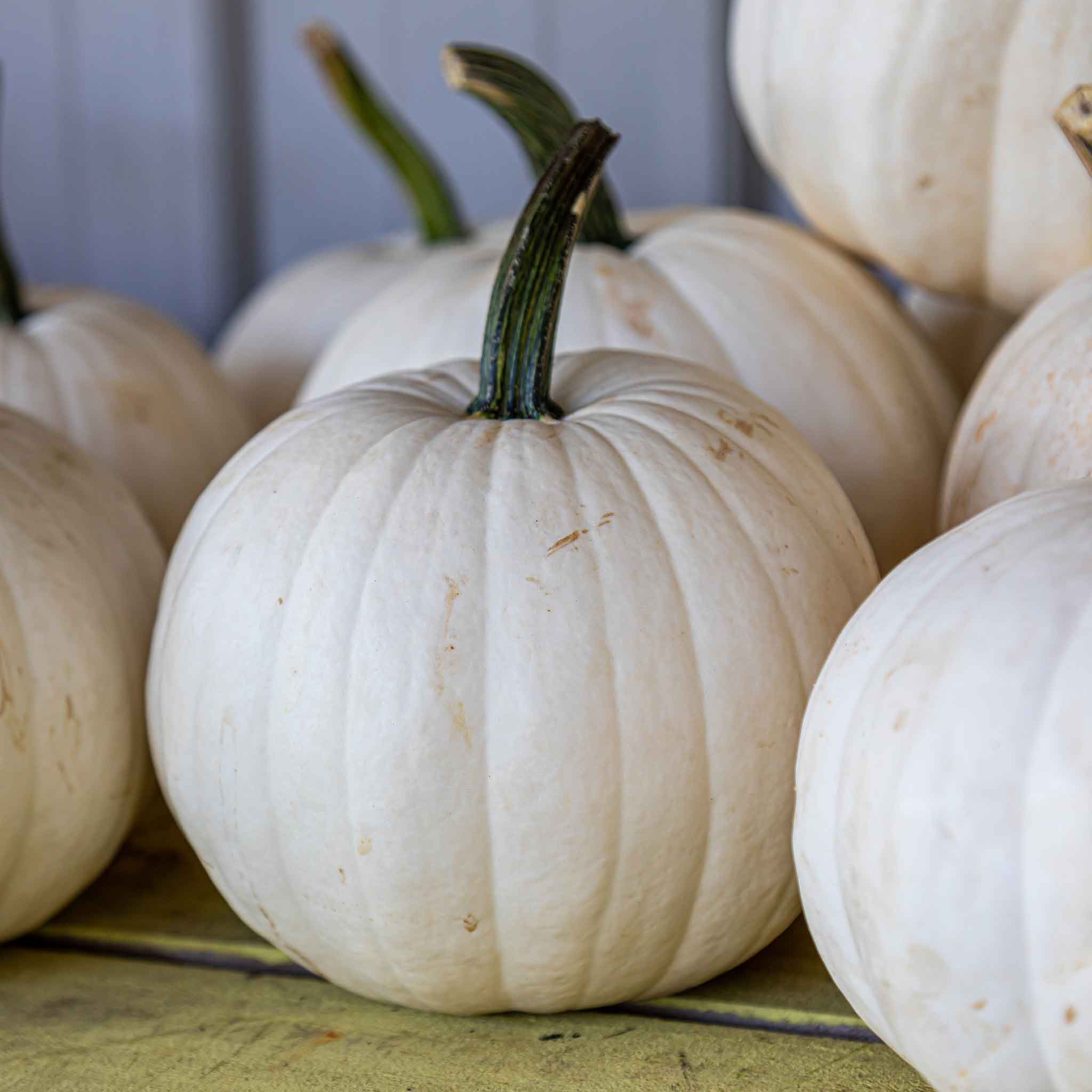 A unique white Casper pumpkin with deep ridges and dark stem.
