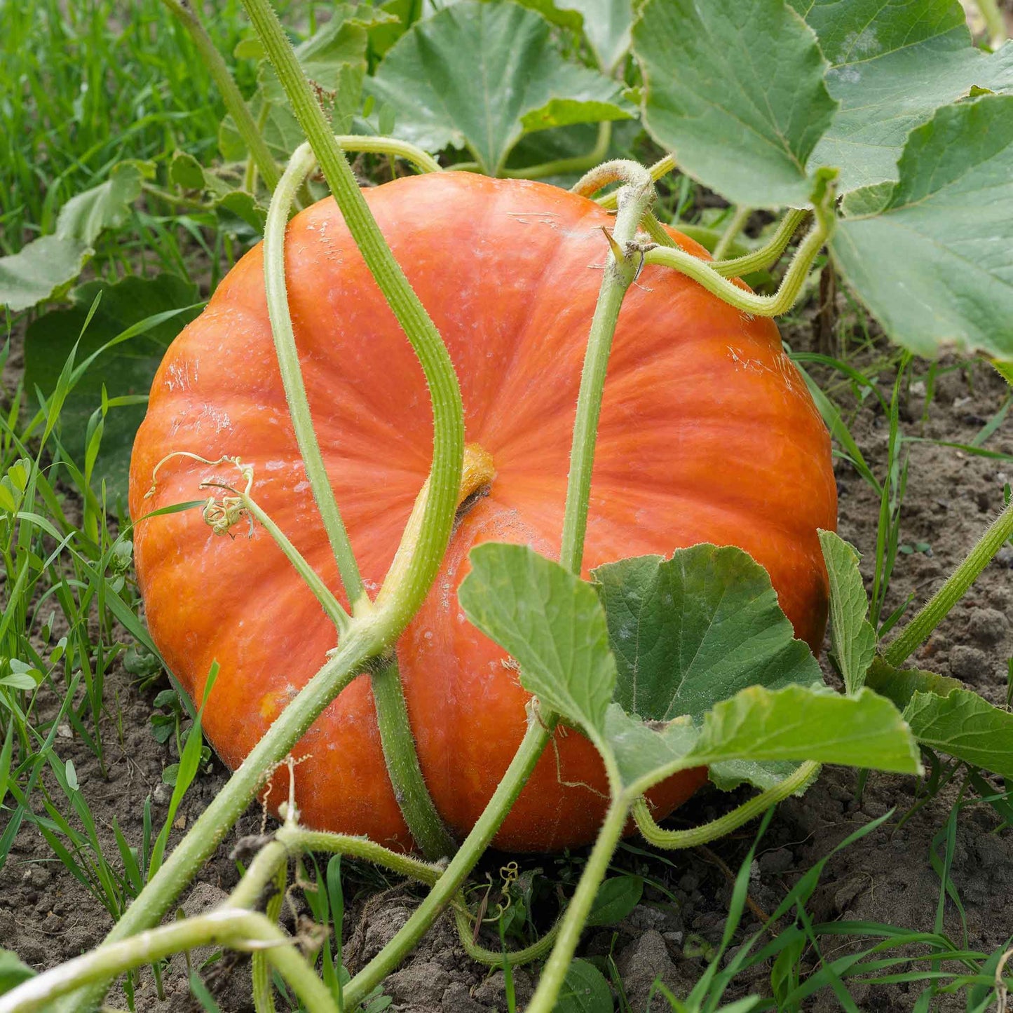 A light orange Cinderella pumpkin with deep ridges, sitting in a field, with vines in the foreground.