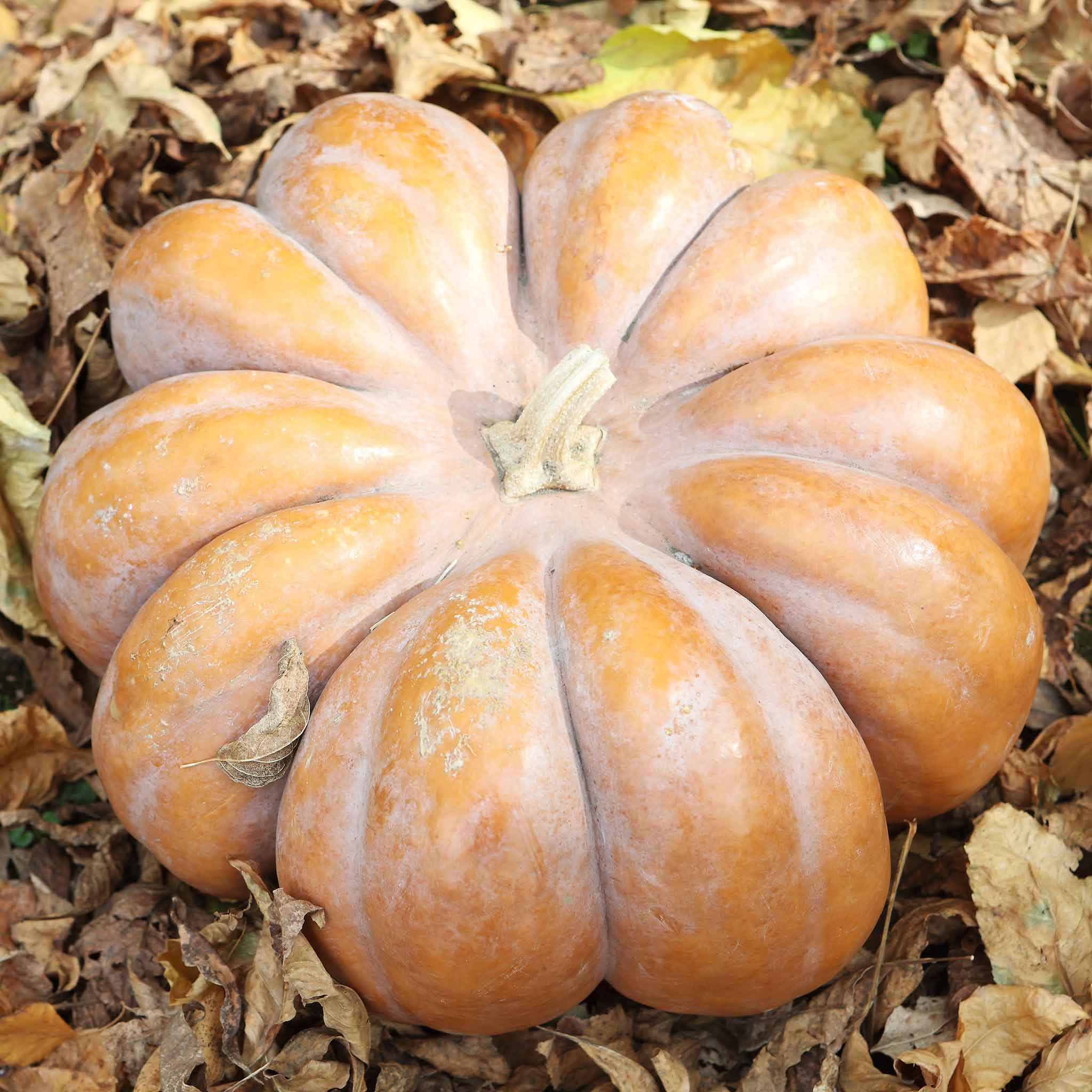A uniquely shaped Fairytale pumpkin with deep ridges, pale orange skin, and small stem.