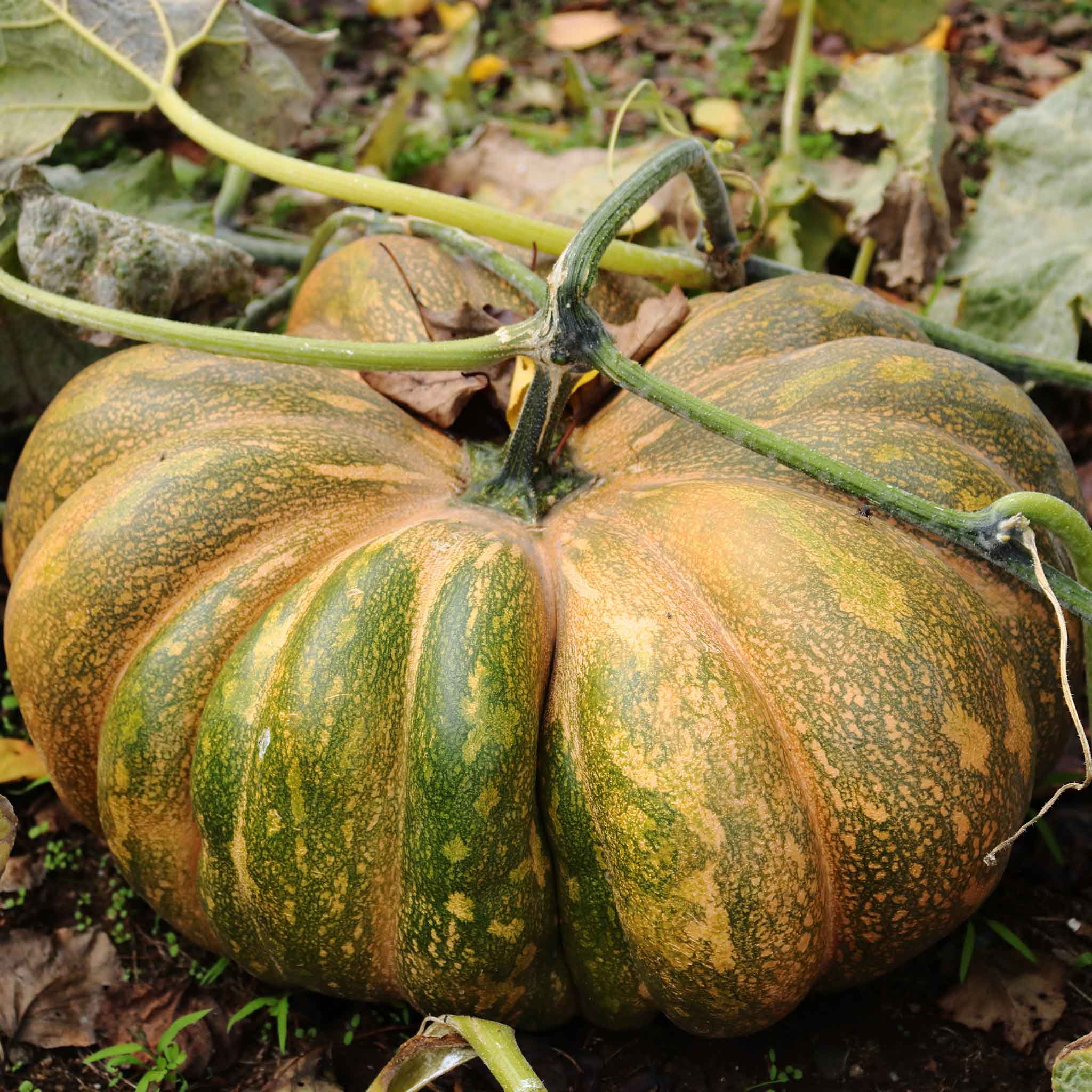 A ripe, orange fairytale pumpkin with deep ridges, sitting in a field.
