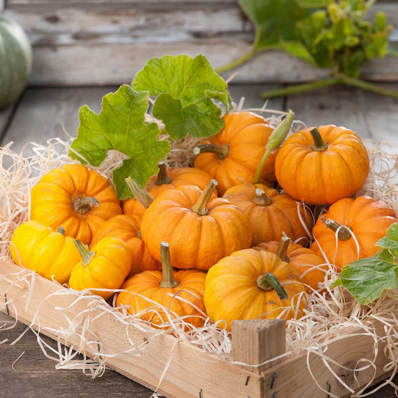 small pumpkin seeds for planting Jack Be Little Pumpkin Seeds, Orange